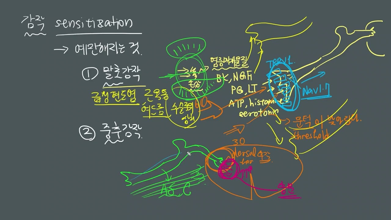 PAIN-08   감작(sensitization)의 개념