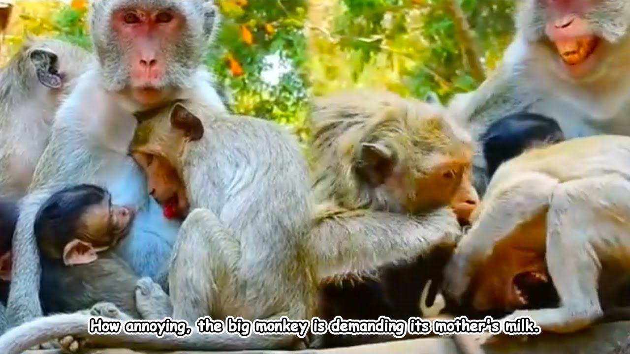 How annoying! This lazy monkey is all grown up and still fighting with its little brother for milk.