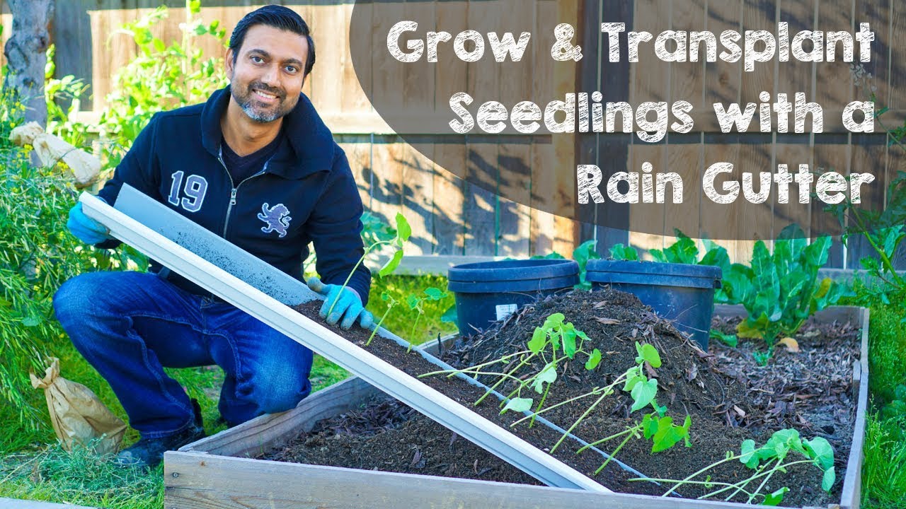 Grow Seedlings in Rain Gutter and DO THIS!!