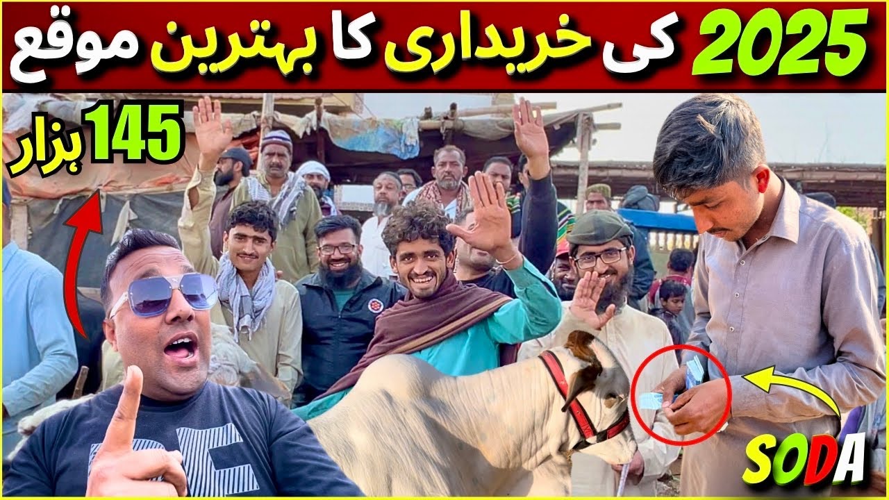 Karachi Cow Mandi Ky Live Bargaining Soady | Qurbani 2025 Ky New Rates | Cheapest Cow Mandi 2025