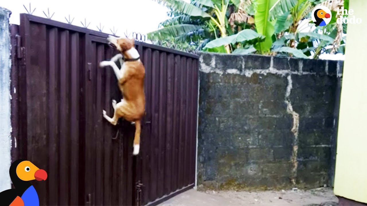 Dog Escape Artists Compilation | The Dodo