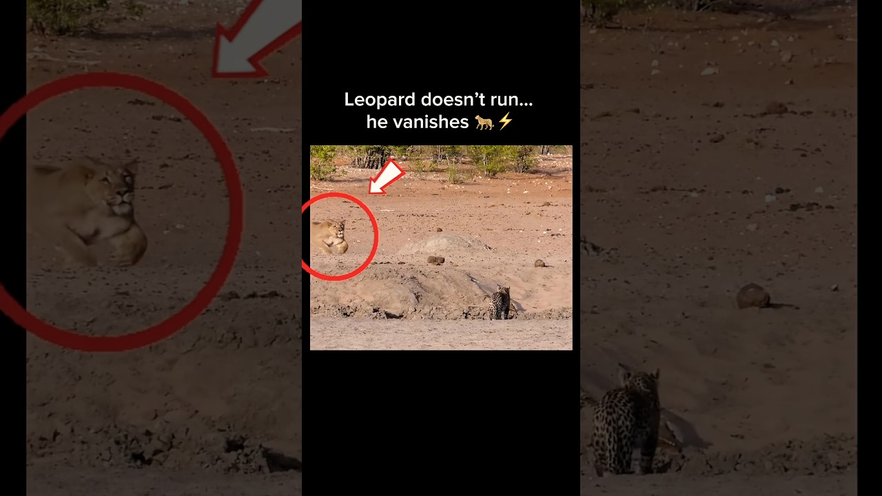 Leopard vs Lion: He Vanishes from Ambush