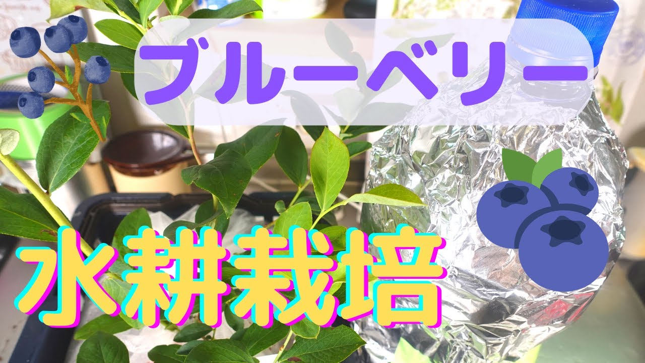 超簡単！ブルーベリーの水耕栽培のやり方！