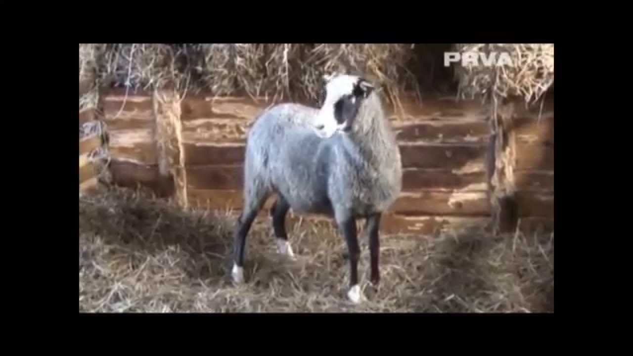 Romanovska jagnjad - Romanov lambs - Романовская порода овец