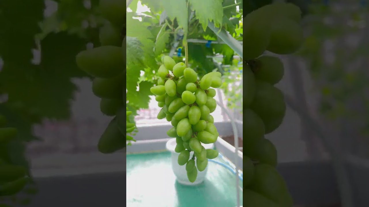 MEMASUKI USIA TANAM 4 BULAN UDAH PD NENDANG AJA NIH BUNGNYA