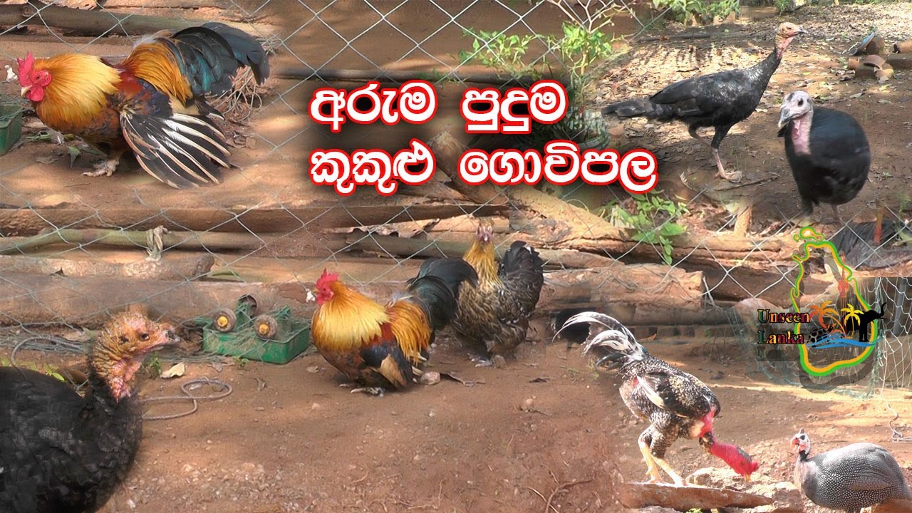 The amazing chicken farm | Unseen Lanka