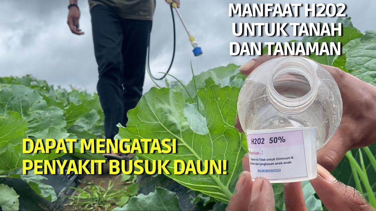 Wajib ditonton! Inilah manfaat penggunaan H202 untuk bidang pertanian. Petani harus coba buktikan!