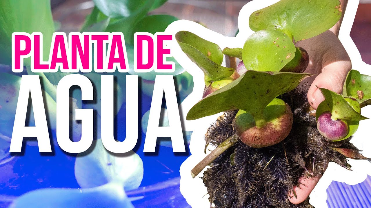 CUIDADOS PLANTA ACUATICA | LIRIO MORADO DE AGUA