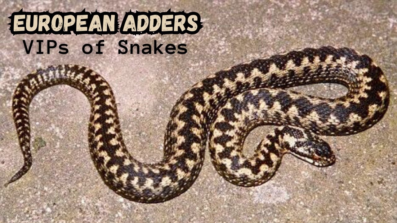 European Adders: Facts & Info | Vipera Berus | Venomous Snakes