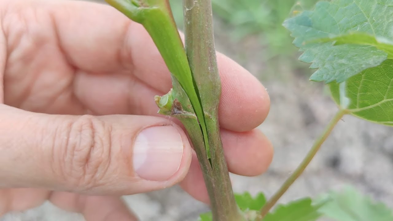 прививка виноградной лозы в начале лета зеленое в зеленое // grafting of the vine