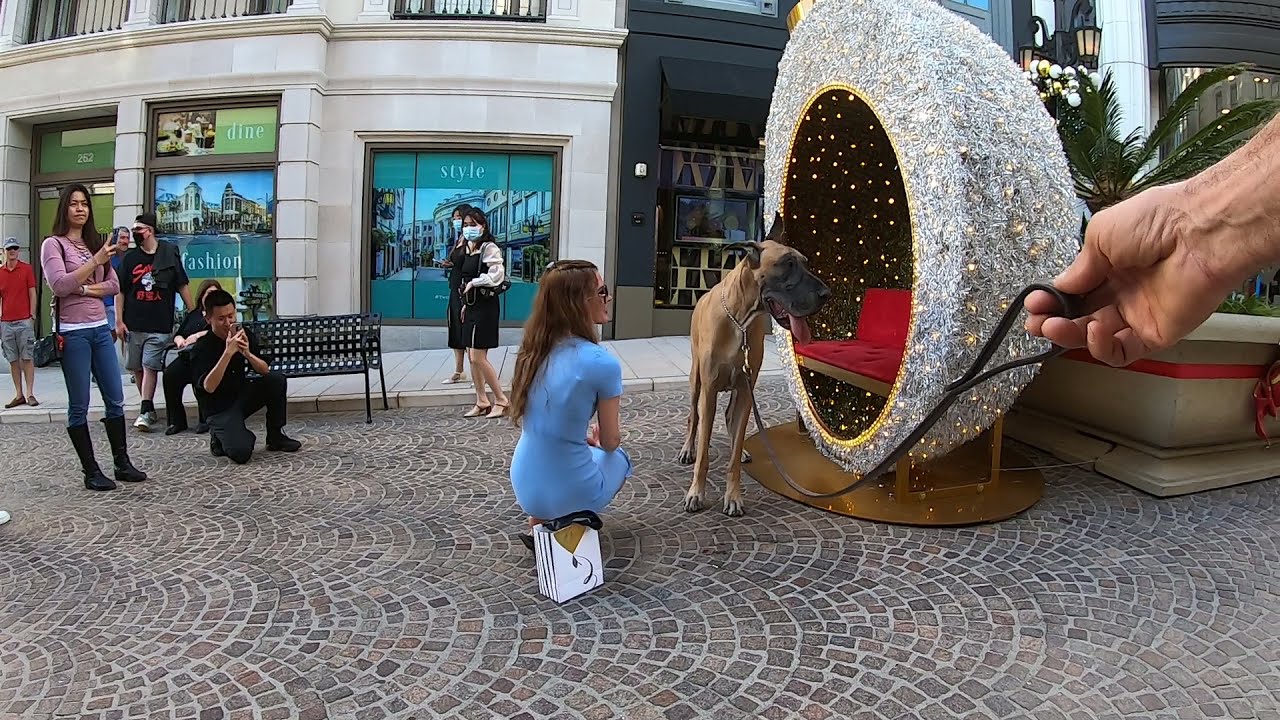 Cash 2.0 Great Dane holiday season in Beverly Hills 1