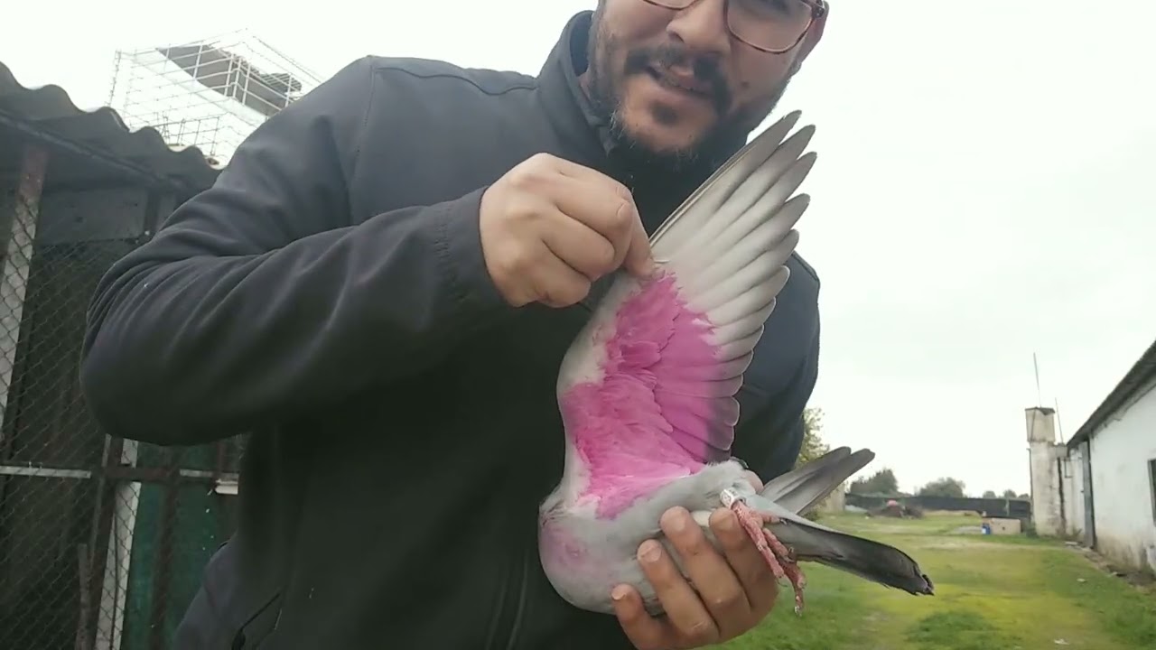 إطلاق حمام برتغالية ضائع+مبغاتش تمشي 😱3 مارت