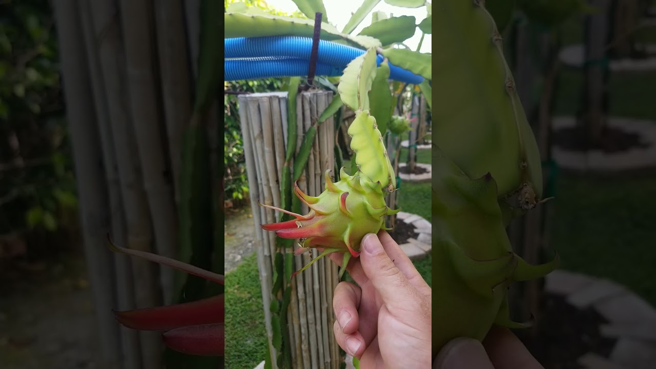 Fruits and Hawaiian Gold showing up