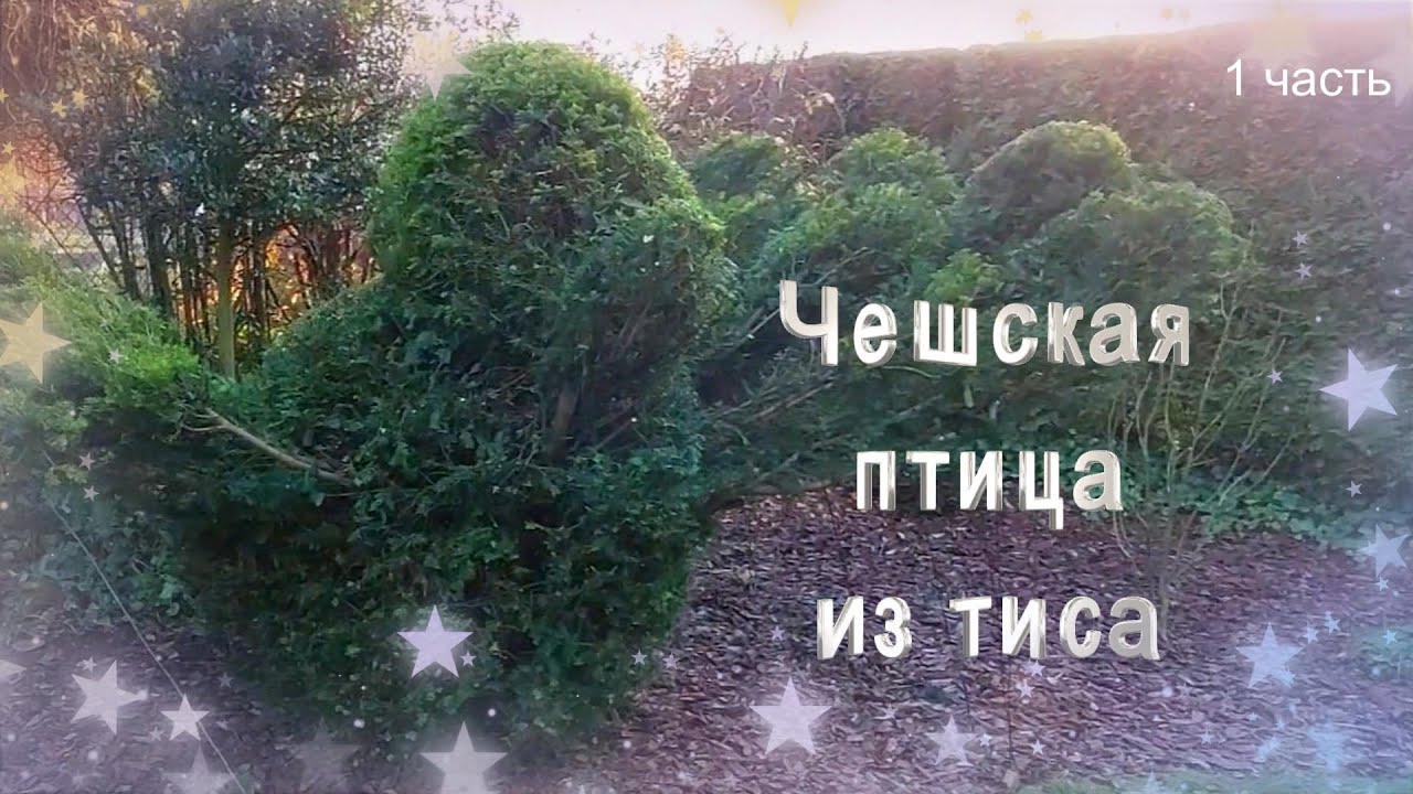 Птица из тиса. Топиарная обрезка.