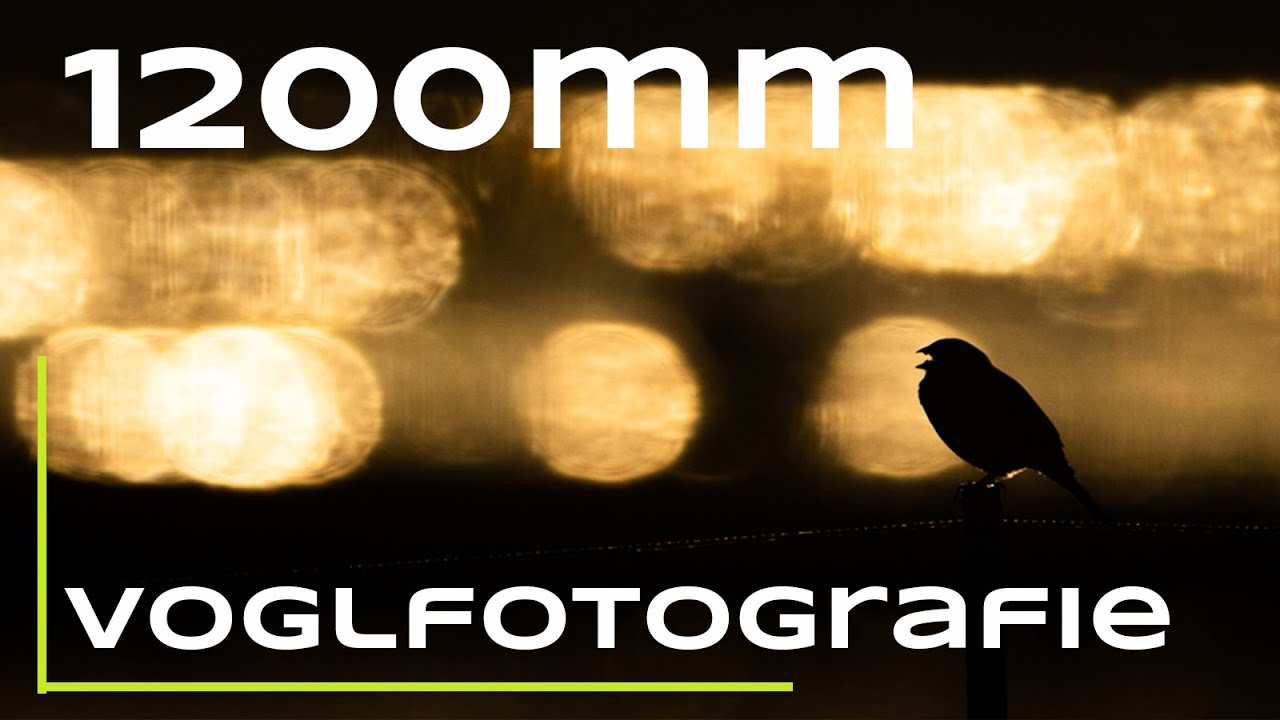 Vogelfotografie mit 1200mm