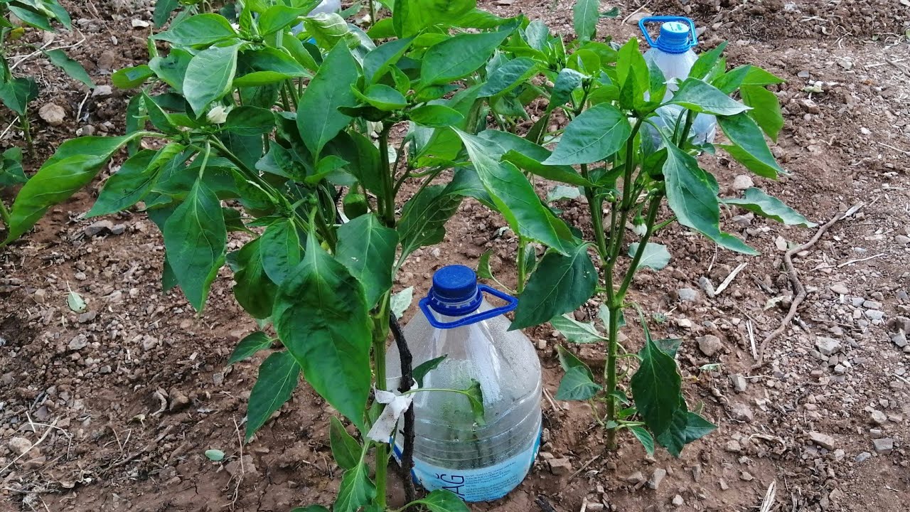 PET ŞİŞE İLE TOPRAKALTINDAN OTOMATİK SULAMA SİSTEMİ FARKI - HOW TO MAKE DRIP WATERING FROM AN BOTTLE