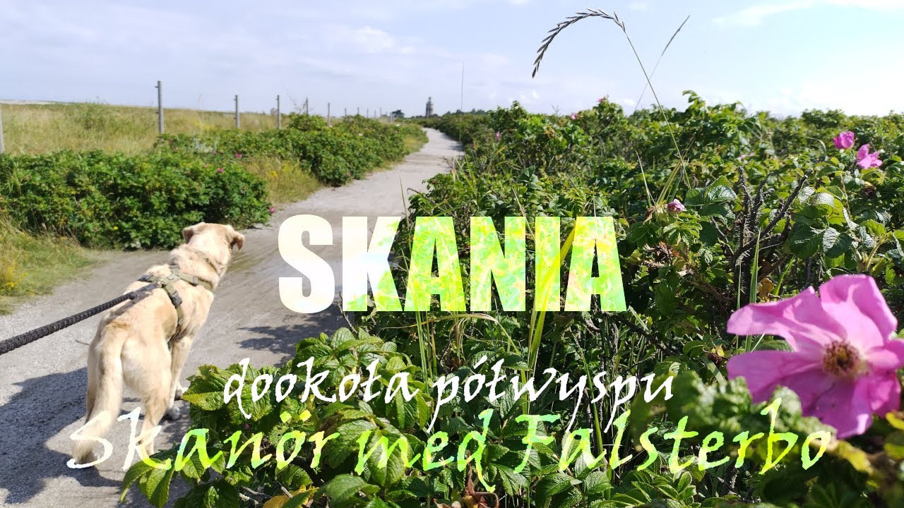 Skania 🇸🇪 Spacer po p&oacute;łwyspie Skan&ouml;r med Falsterbo
