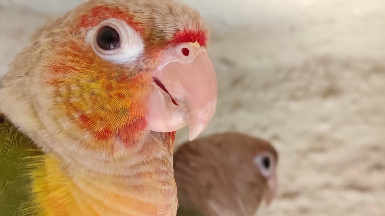 My conures are sleeping out side