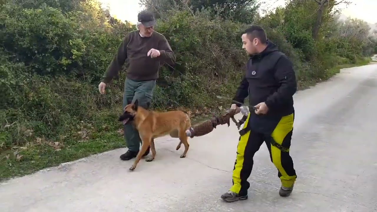 Ένα μαλινουά εκπαιδευμένο άψογα στο Alfipi. Σύντροφος και σωματοφύλακας. Πειθαρχία και έκρηκτικότητα