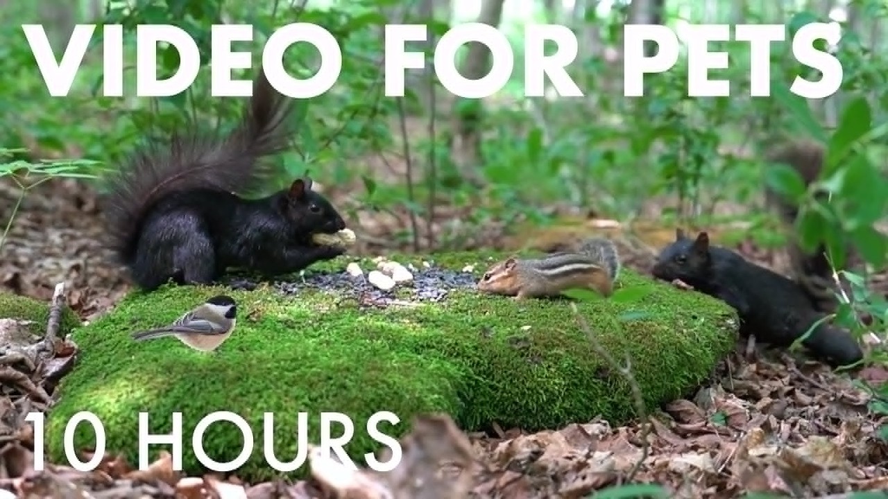 Chipmunks, Squirrels and Forest Friends - 10 Hours of Cat TV for Pets to Watch 🐱 - Jul 29, 2026