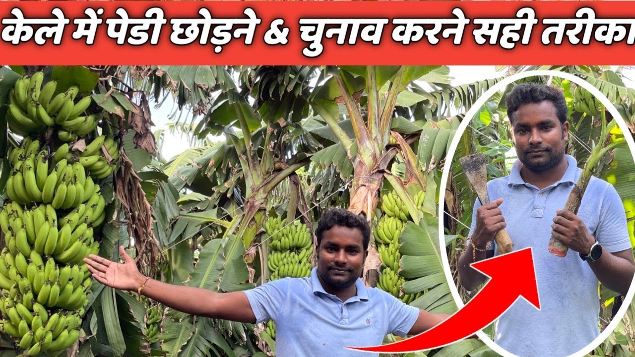 केले की पेडी कैसे कब और कौन सी छोड़ें kele ki kheti / banana farming / Smart Kisan