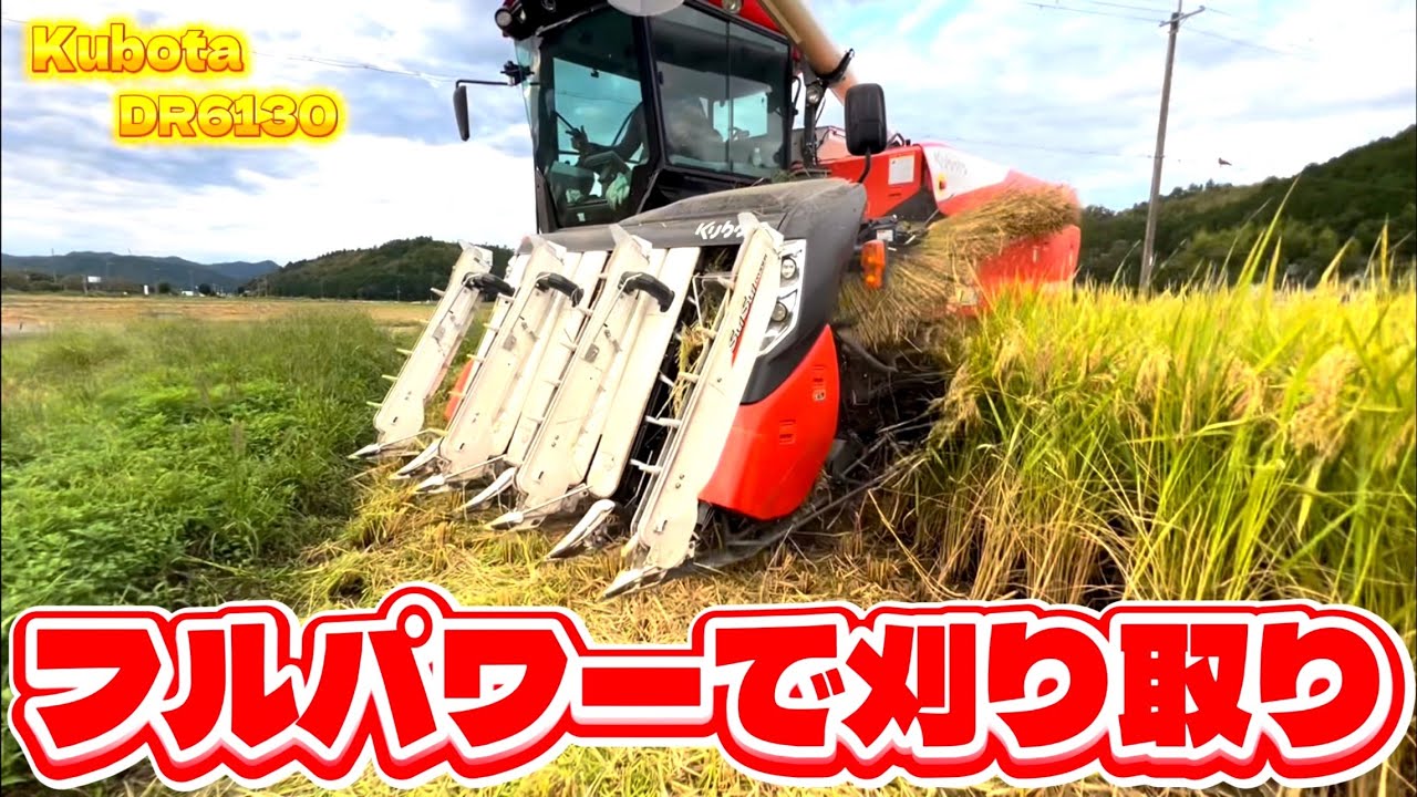 Kubota DR6130クボタの6条130馬力コンバインで刈り取りSTAR🏃‍♂️
