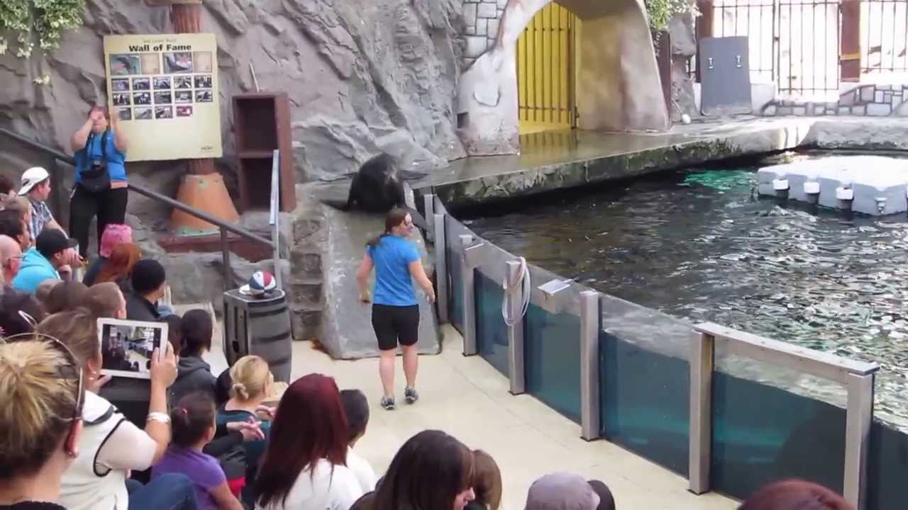 The Sea Lion Show at West Edmonton Mall Part 2