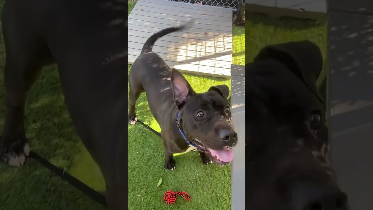 Hefty Available for adoption at Palm Beach Animal Care and Control