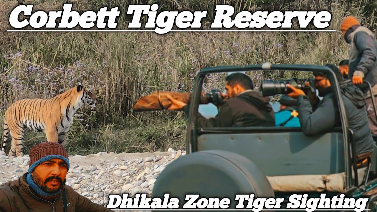 Corbett Tiger Reserve | Dhikala Zone Tiger Sighting | Jim Corbett National Park Jungle Safari | CTR