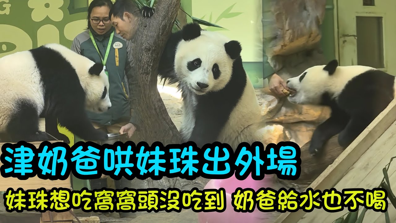 1月25日 津奶爸哄妹珠出外場，妹珠想吃窩窩頭，奶爸給喝水妹珠也不要#大熊貓妹珠 #熊貓妹豬 #panda #cutepanda 