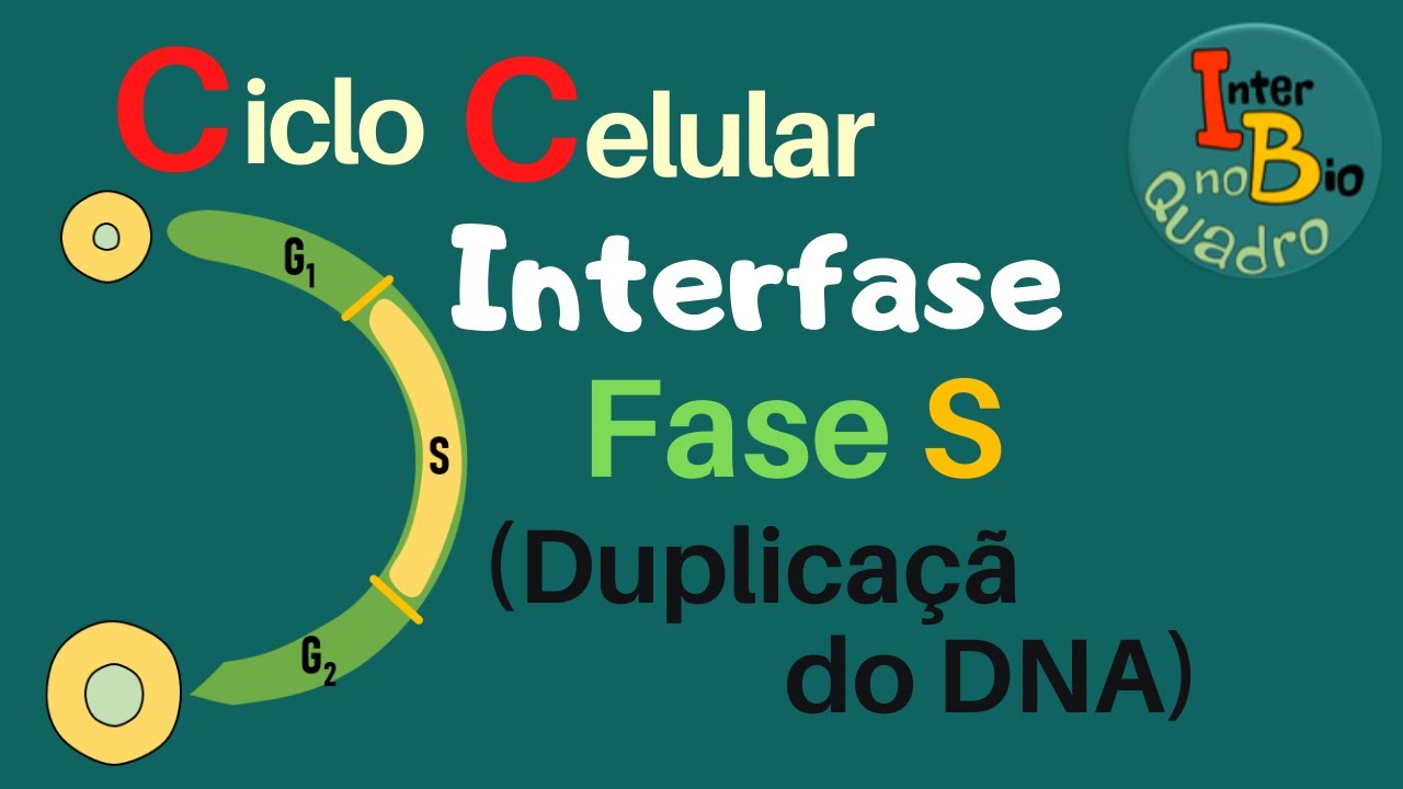 Ciclo Celular: InterFase - Fase S (Duplica&ccedil;&atilde;o do DNA)