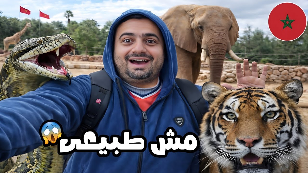 أخطر مواجهة في المغرب.رد فعل مصري أمام ثعبان الحنش المرعب ونمر مفترس في حديقة الحيوانات بالرباط 😱