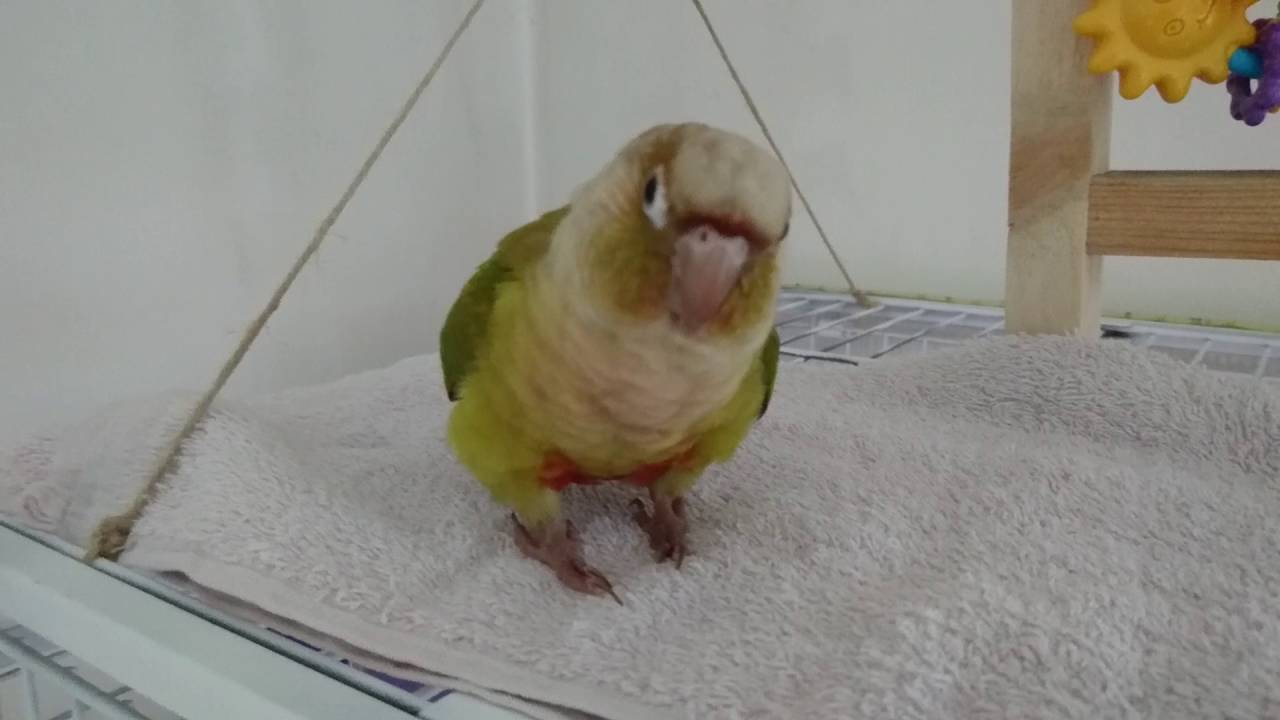 Conure pyrrhura L'apprentissage de  plume 1
