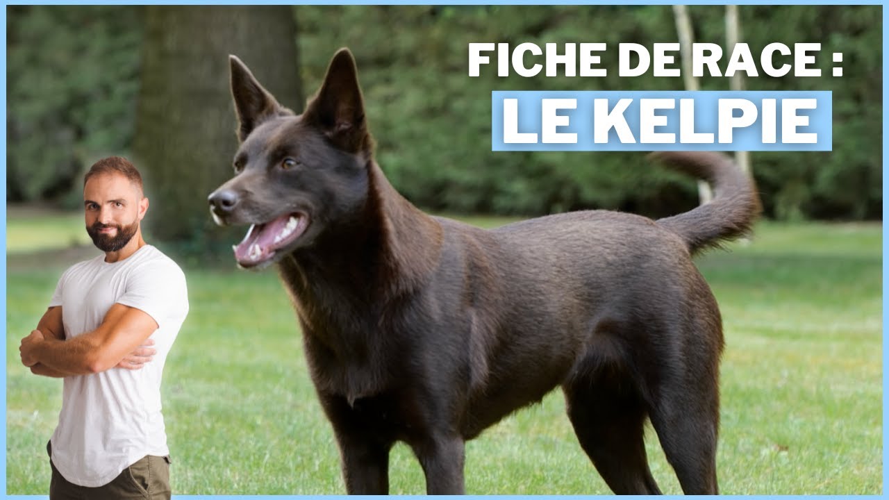 Le Kelpie : Race de chien !