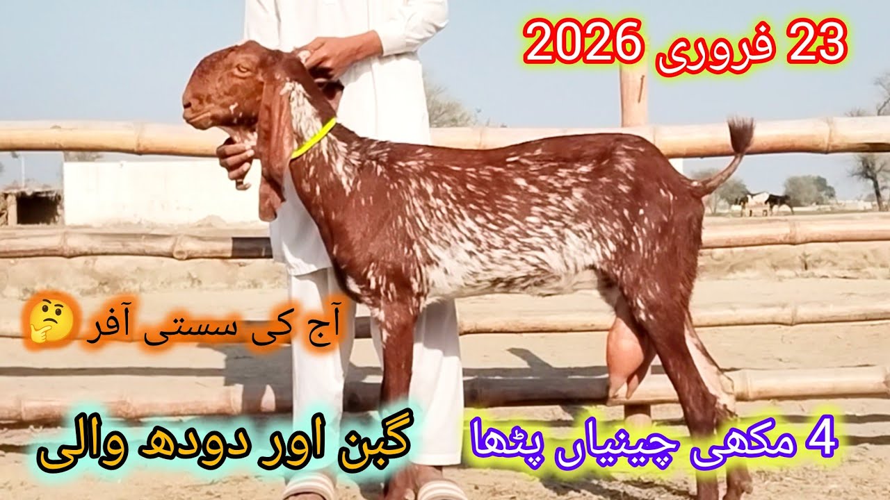 4 مکھی چینیاں پٹھا مدرسہ نسل کے عمر 4 دانت اور کھیری قیمت 55 ہزار احمد اینیمل فارم 03045896486