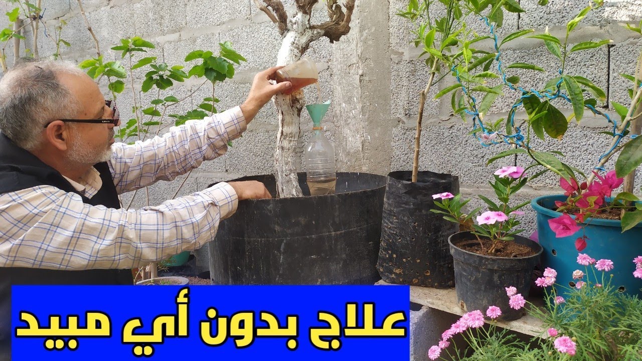 طريقة لعلاج تعفن الجذور لشجرة العنب بدون مبيد ، سر من أسرار الزراعة