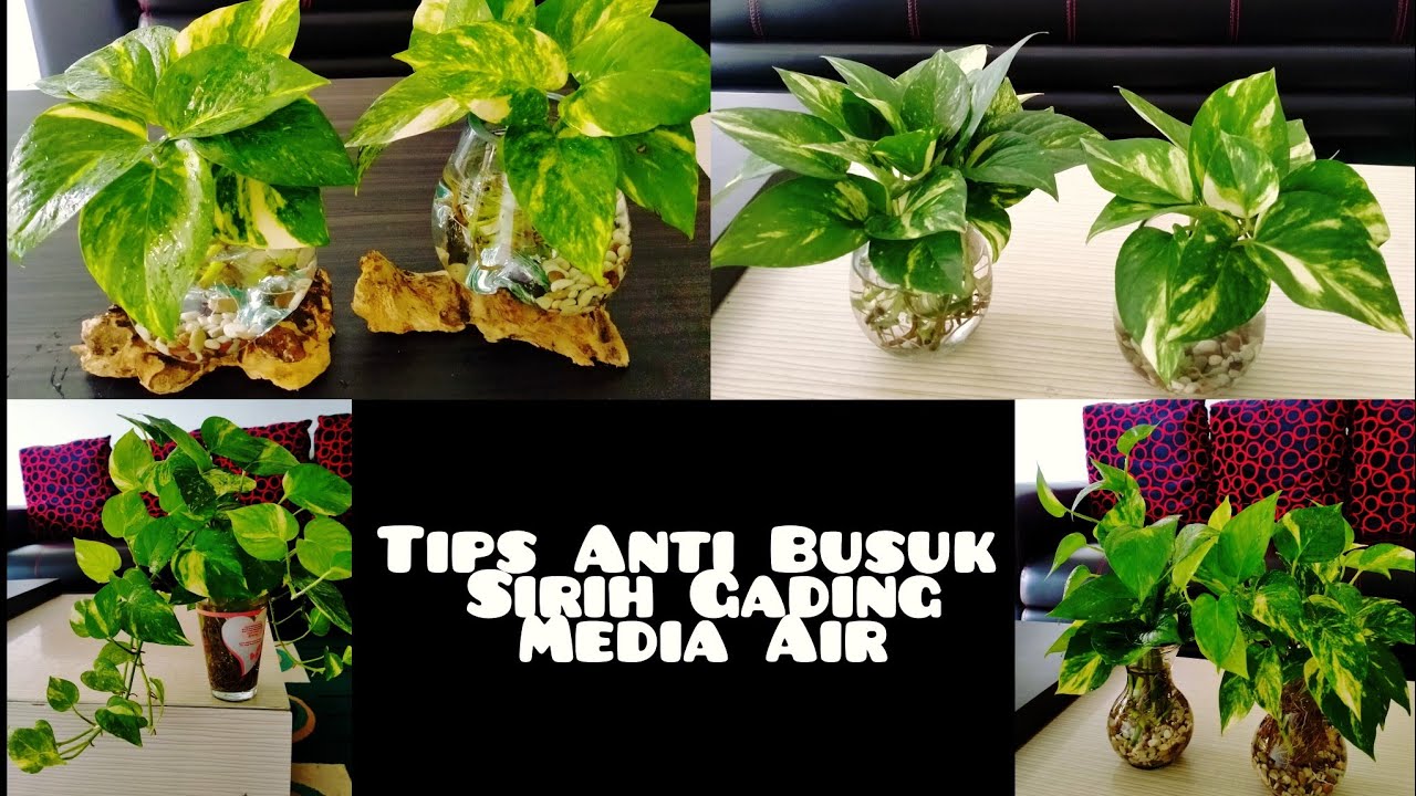 Tips Sirih Gading Dalam Air Supaya Tidak Busuk