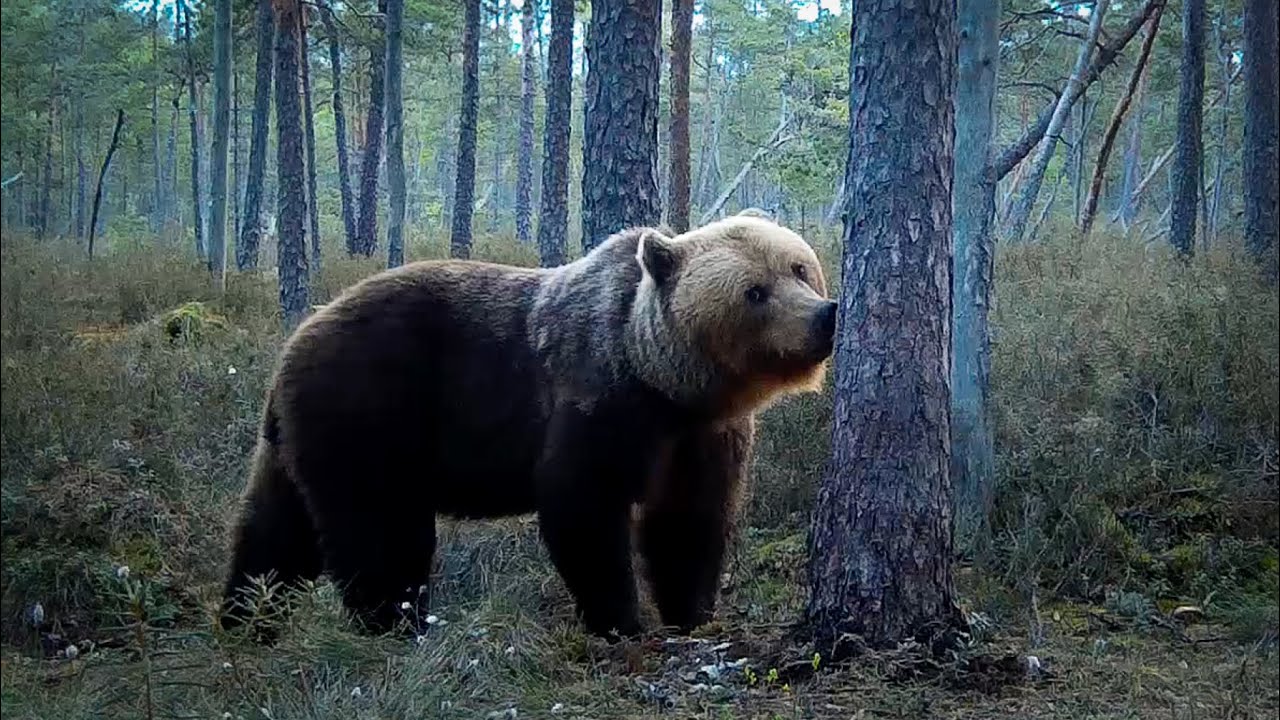 Estonian Wildlife Trail Camera Compilation 2024 | How many different animals can you spot?