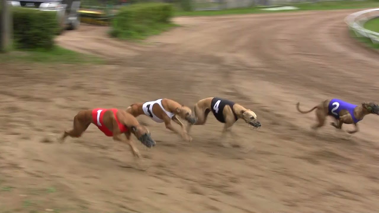 L&auml;ht&ouml; 6: whippet, nartut, Kansainv&auml;linen kilpailu, 350 m
