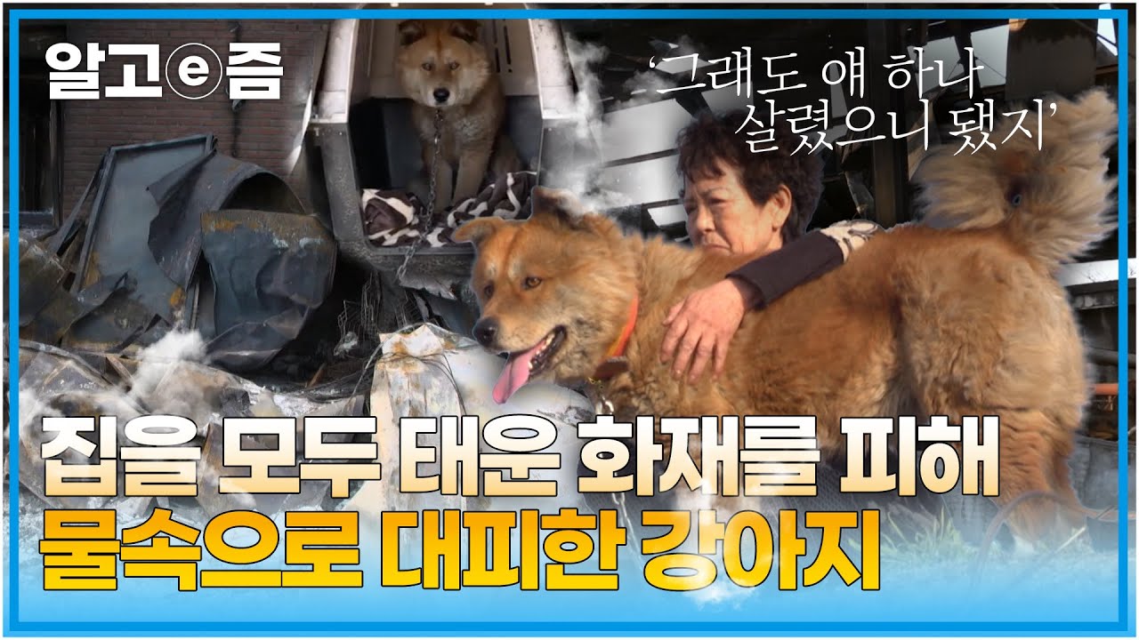 화재가 발생하자 모든 걸 포기하고 반려견의 목줄부터 풀어준 할머니와 자신을 살리려는 할머니의 마음을 알고 물속으로 대피한 강아지┃세상에 나쁜 개는 없다┃알고e즘