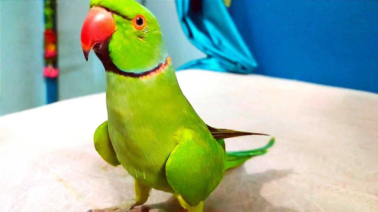 Mitthu The Best Talking Parrot || Mitthu  Bolne Wala Tota