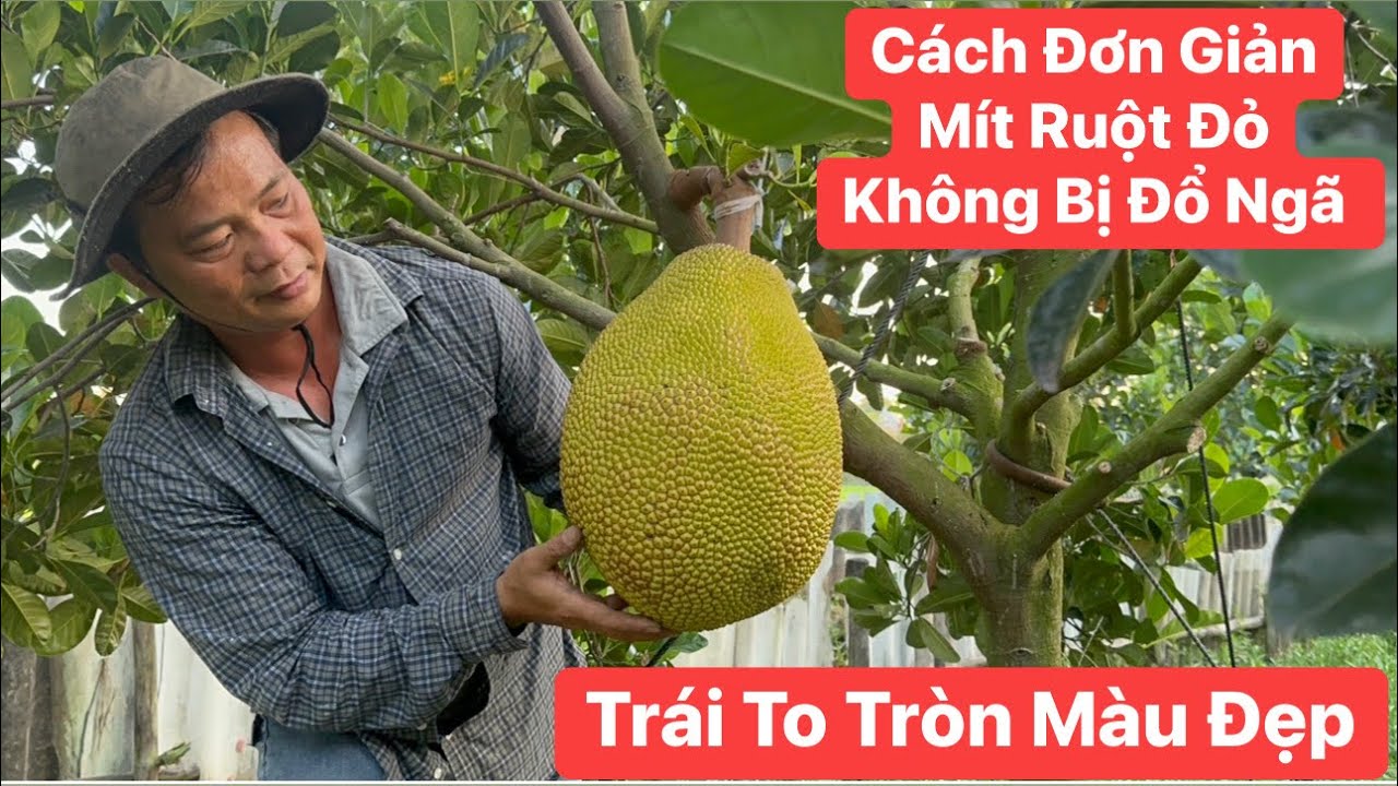 Cách đơn giản làm cây Mít Ruột Đỏ không bị đổ ngã khi gió lớn mưa to