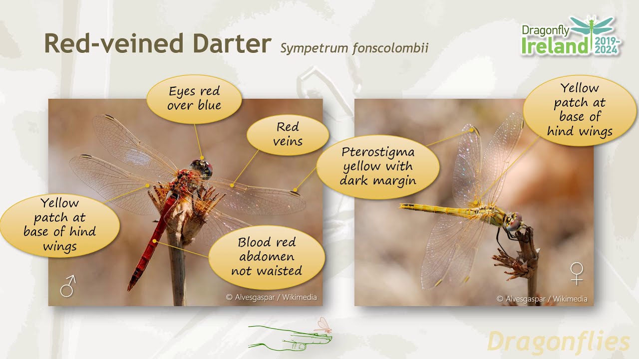 Dragonfly Ireland   Dragonflies   Skimmers and Darters
