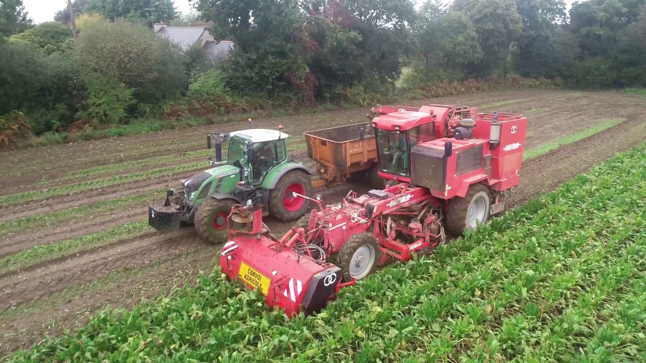 Arrachage de betteraves 2019 | Matrot M41H | Fendt