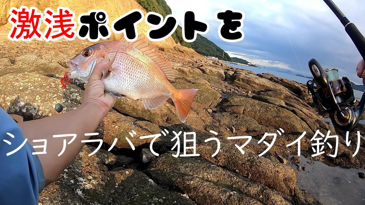 一投目から喰いつく　高活性の浅場マダイをショアラバで狙ってみた！＠釣りに行こうか