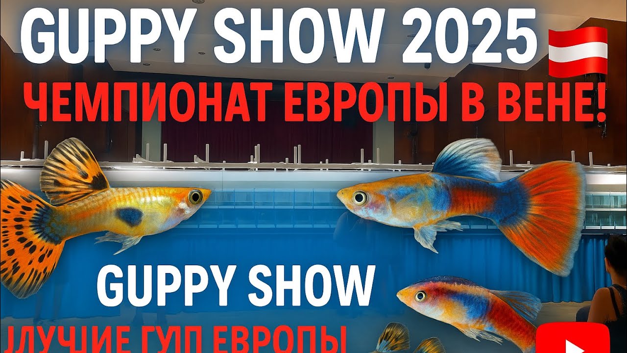 Чемпионат Европы по гуппи 2025 | Обзор из Вены 🇦🇹 Guppy Show 2025