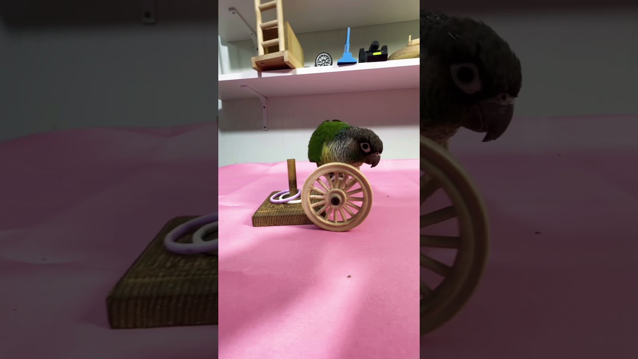 Bird Training:smart lovebird parrot l smart little cute parrot  #training#smartparrot#cute