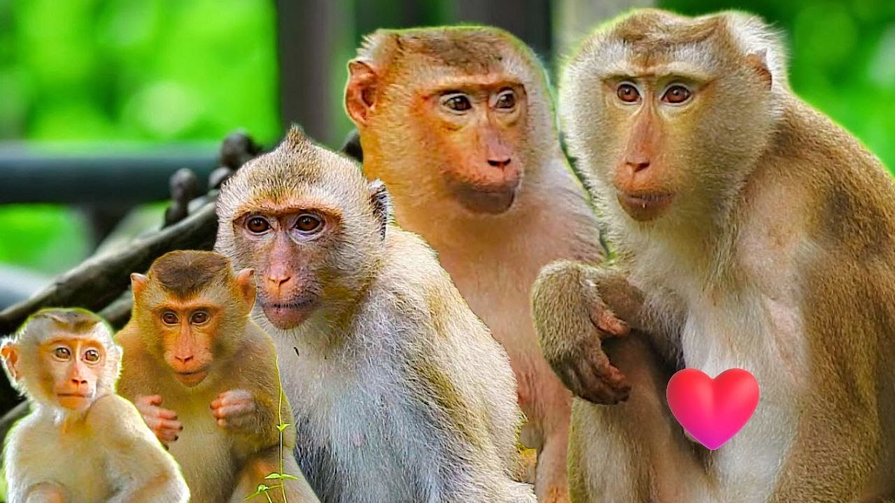 Monkey Family Love Story | Libby Teaches Rainbow and Amanda with Care