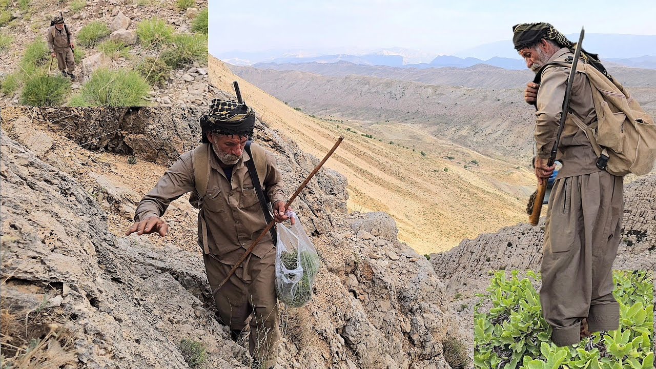 Mountain Adventure: Searching for Wild Honey on Difficult Trails: Picking Thyme