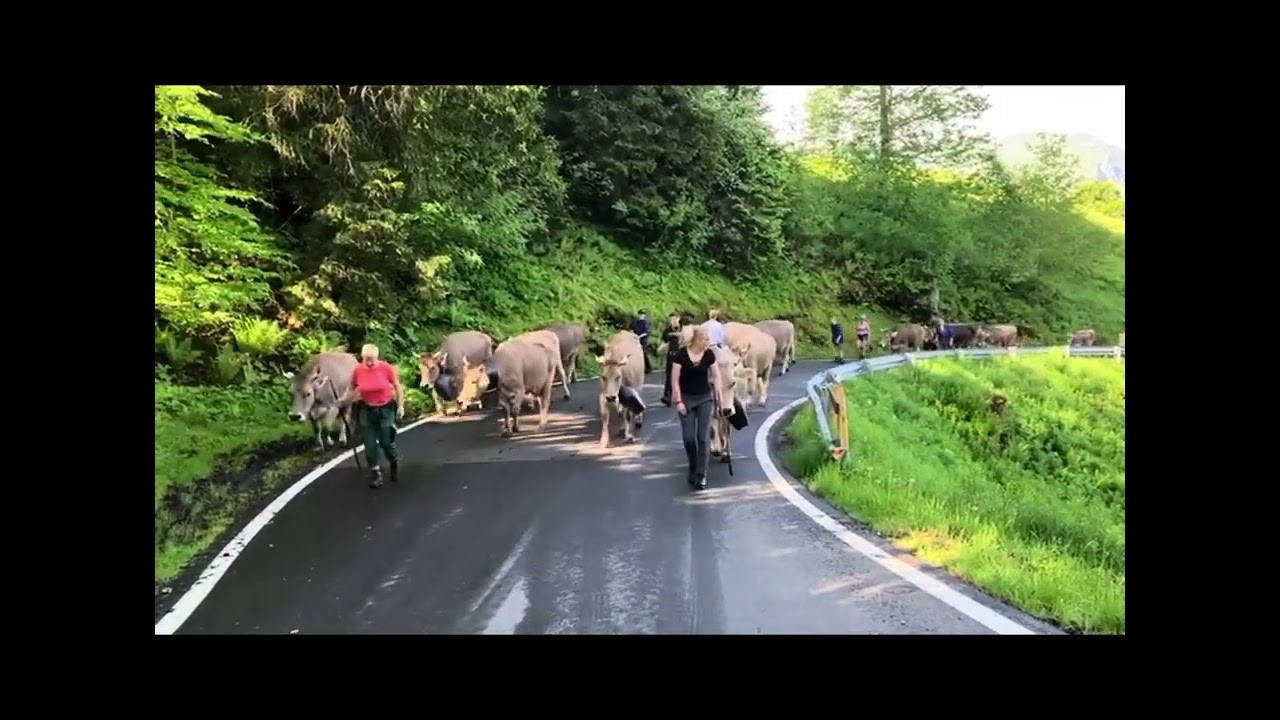 Alpauffahrt Familie Betschart Alp Alpstubli Ibergeregg 24&lsquo;